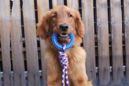 Supet Interactive Training Pet Toy Ring Spiked Ring Dog Teeth Cleaning Pet Supplies